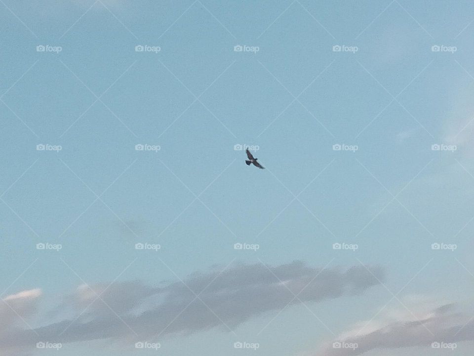 bird thy Sky clouds beautiful sight