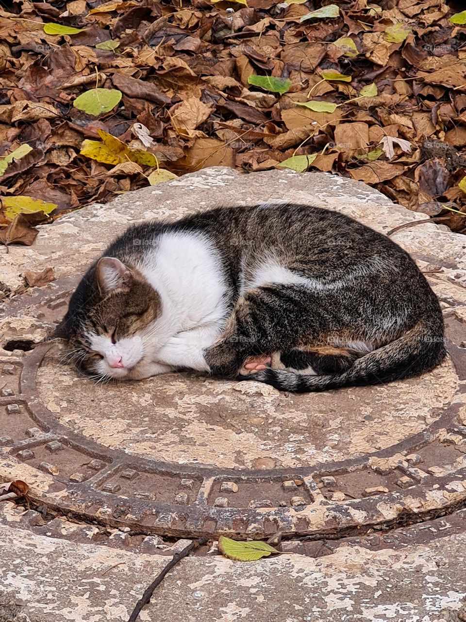 cat sleeping on an cold, autumn day