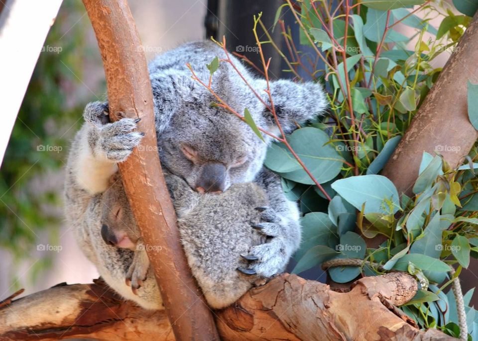 Snuggle time. Mother and baby koala