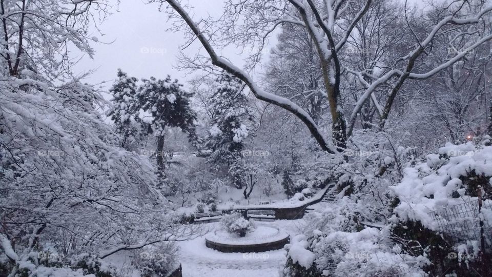 Winter Nature in NYC Park