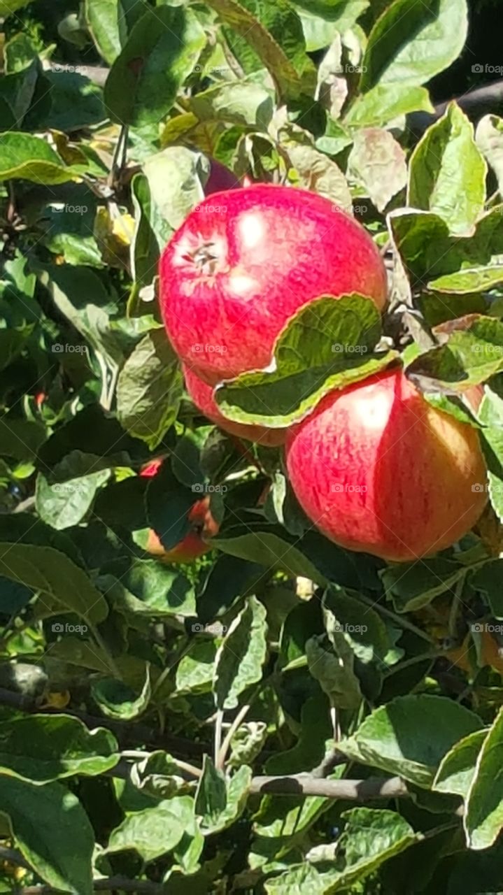 apple. Red apples in tree
