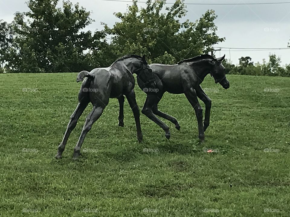 Colts at play in Kentucky’s Thoroughbred Park.
