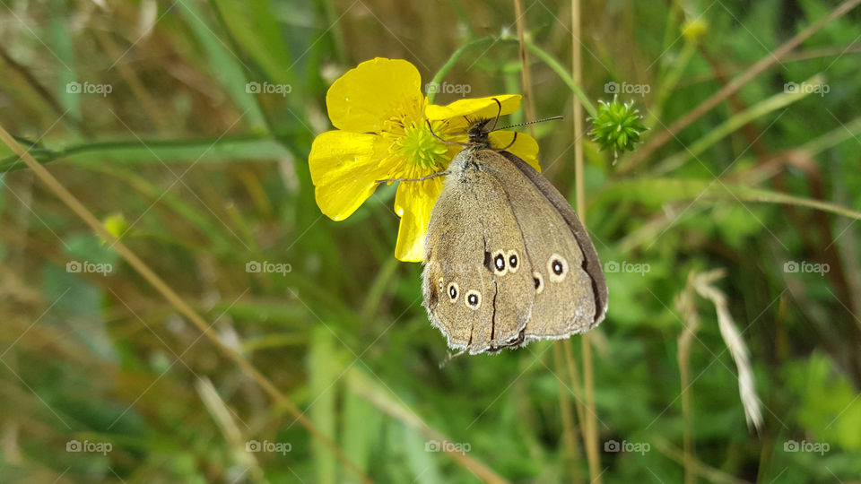 Butterfly on yellow buttercup flower 