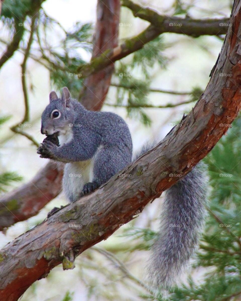 Squirrel 