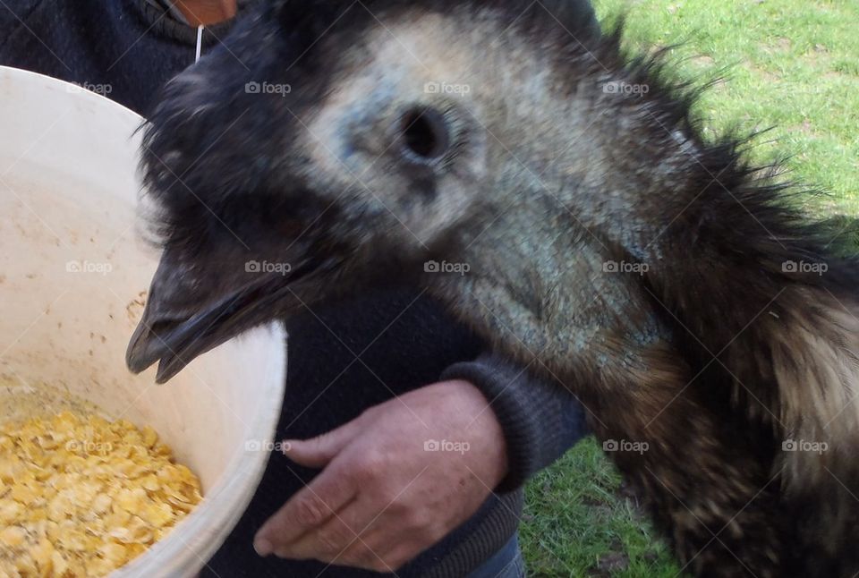 Emu head