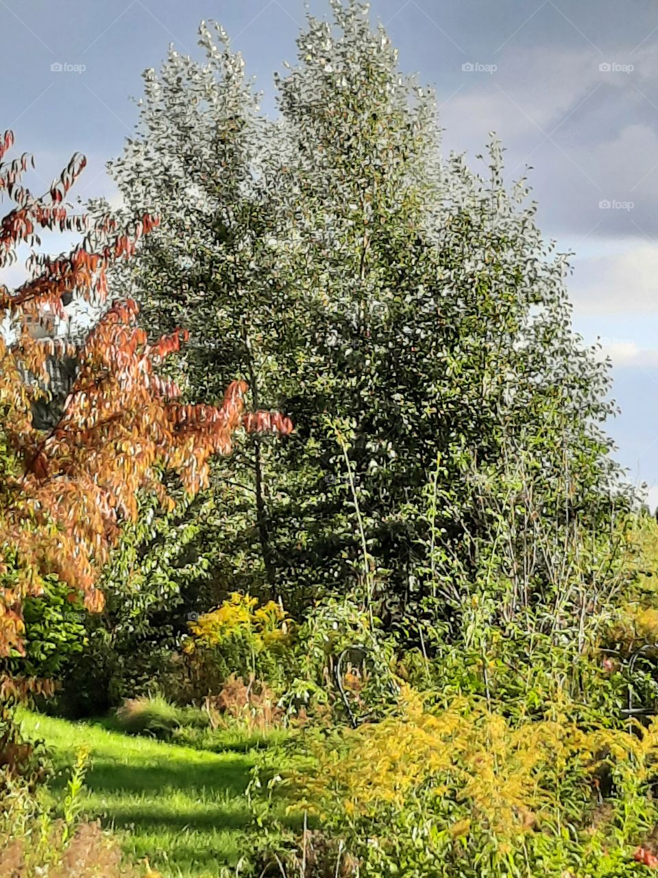 autumn meadow and trees changing colours