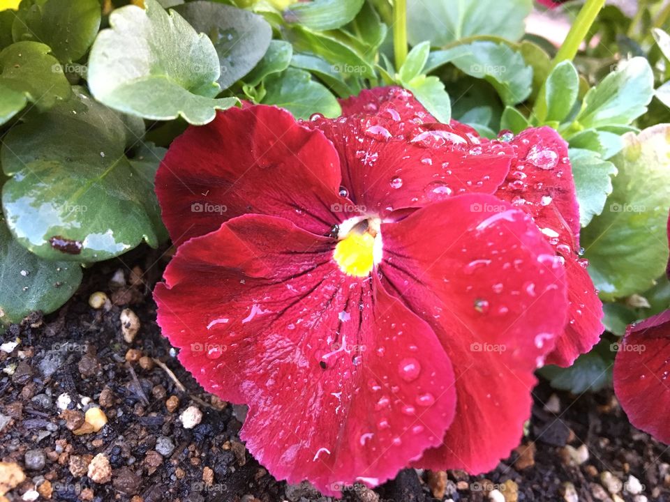 Red flower