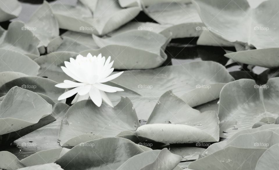 White water lily