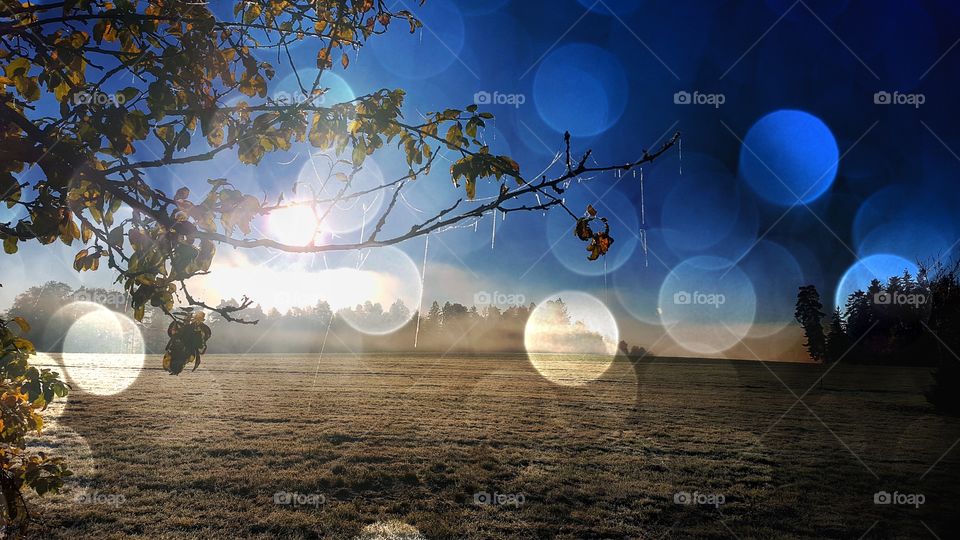 sun and chill. frozen leafs in the morning