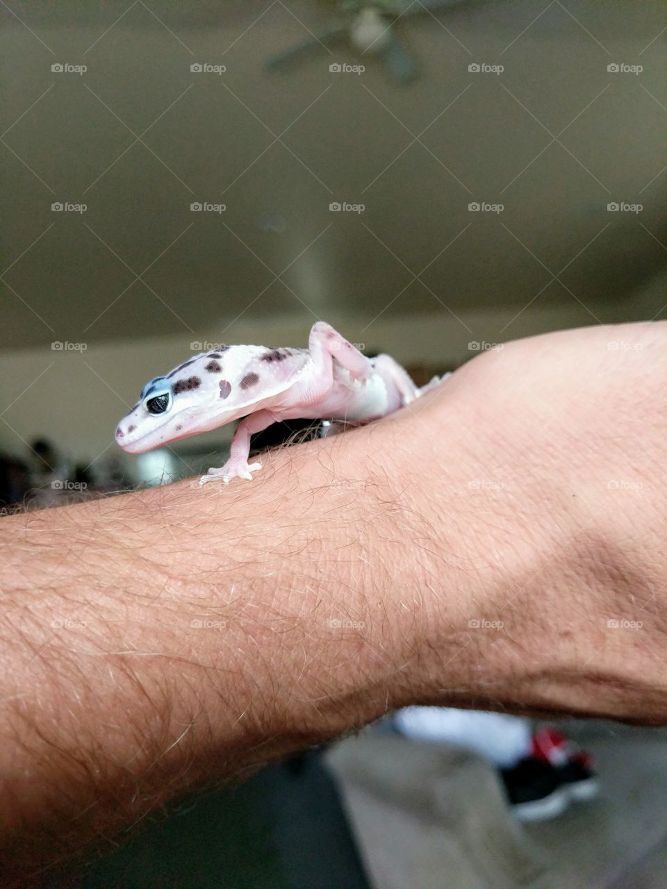 Nebula The Albino Gecko
