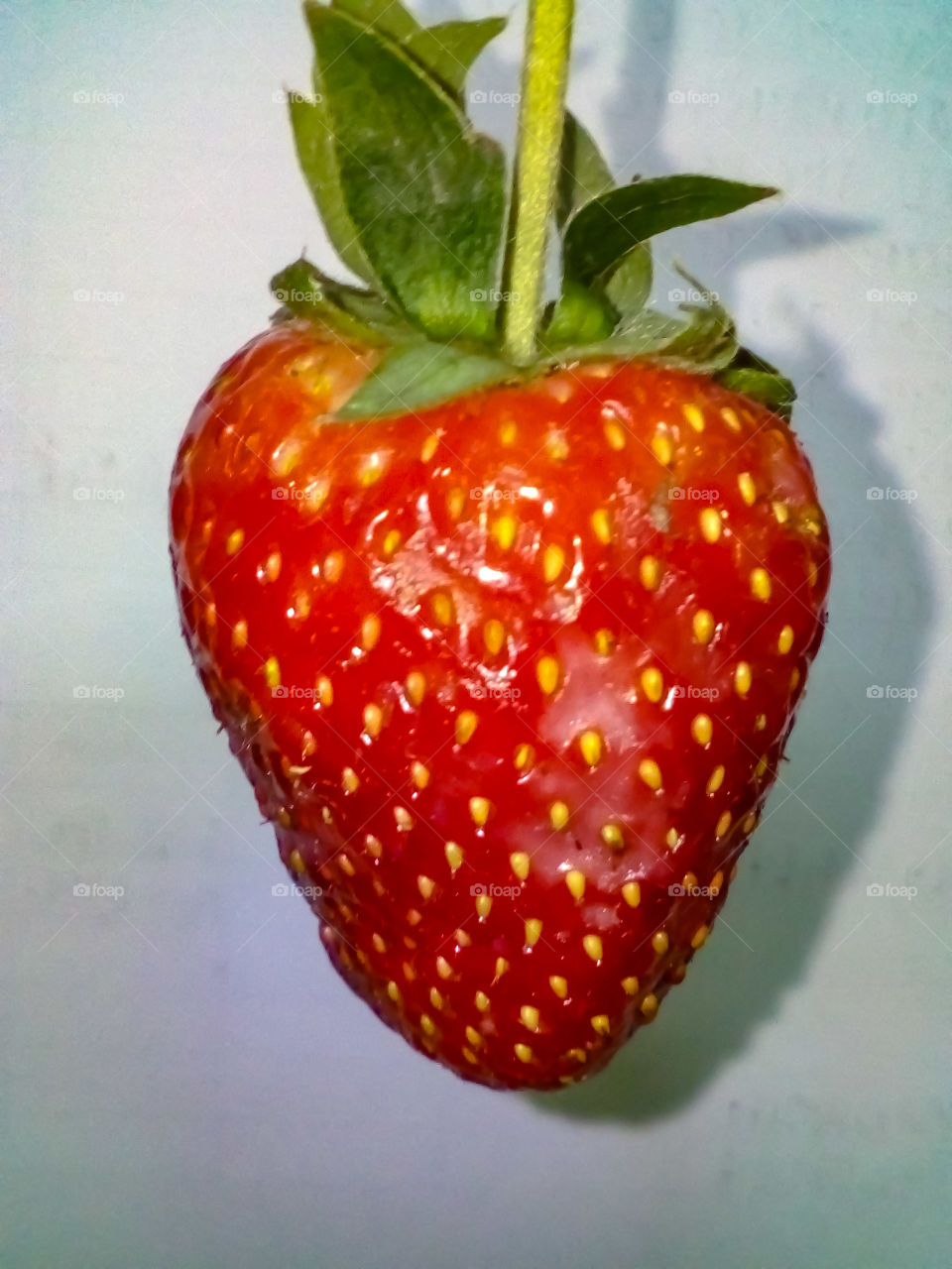 Strawberry in wjhite background