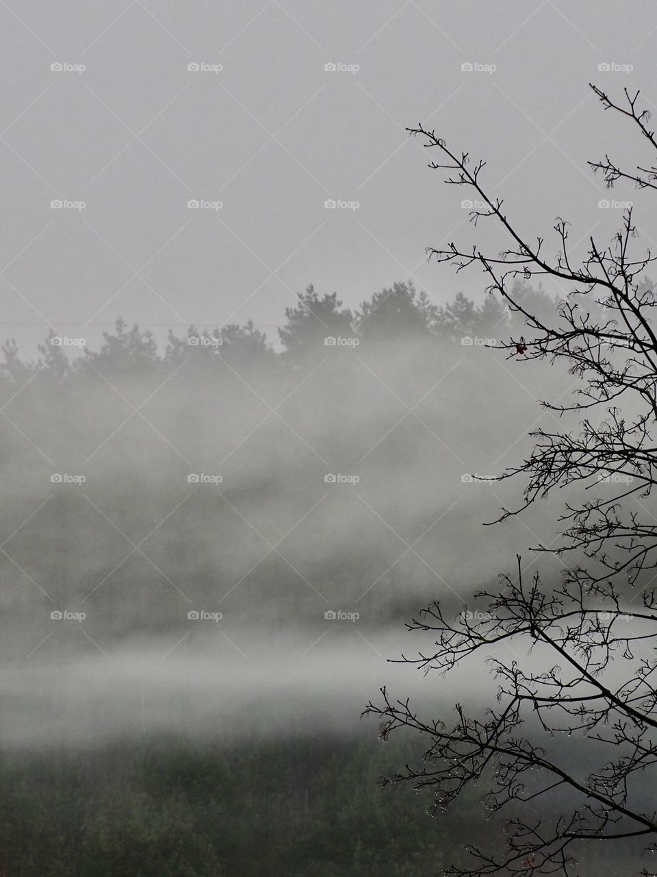 Foggy forest