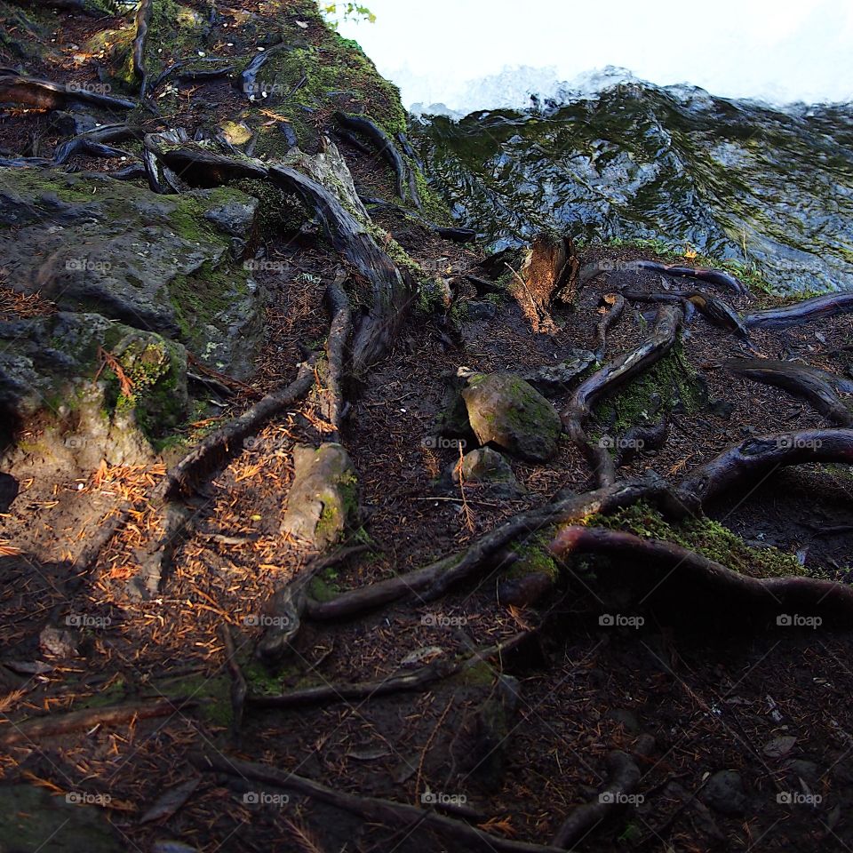 Thick tangled tree roots on the banks of the McKenzie River in Western Oregon illuminated by the sun peaking through thick forests on a fall day.