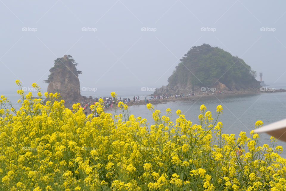 spring italy yellow flower by monggu