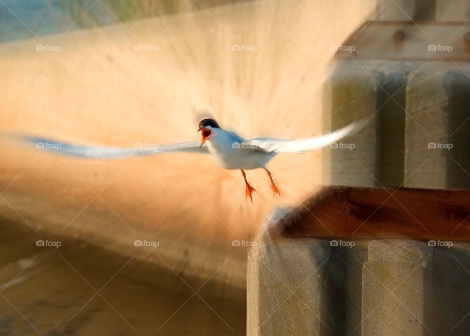 Squawking tern