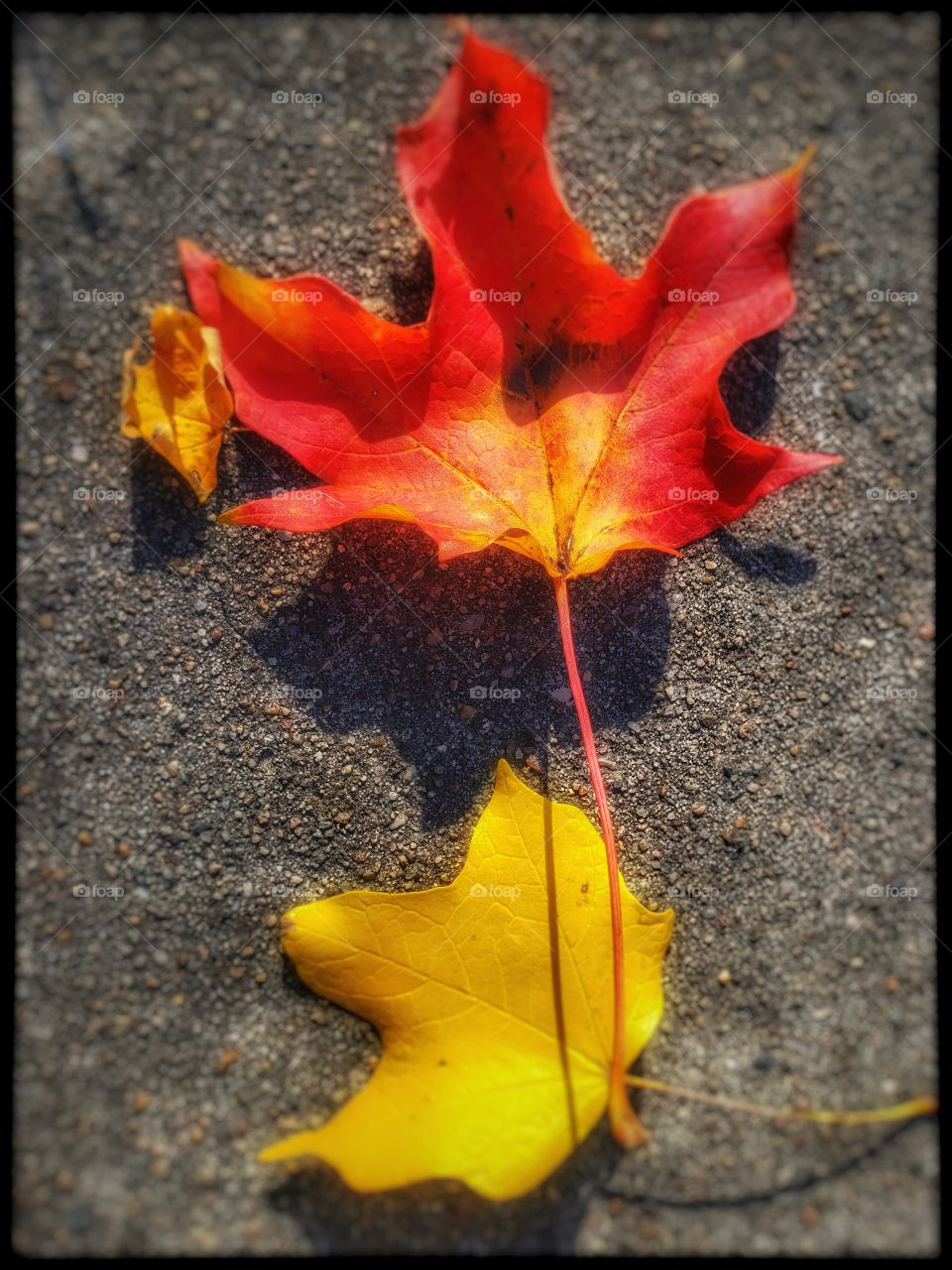 leafs on the ground