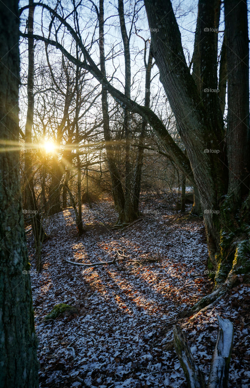 Winter sun in the woods
