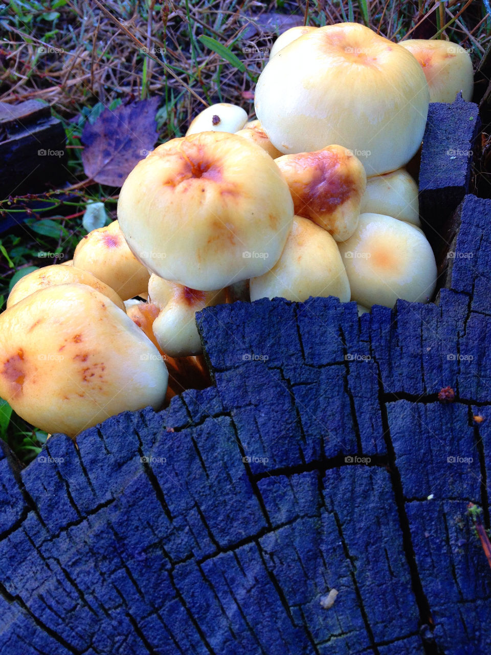 sweden mushroom svamp by elluca