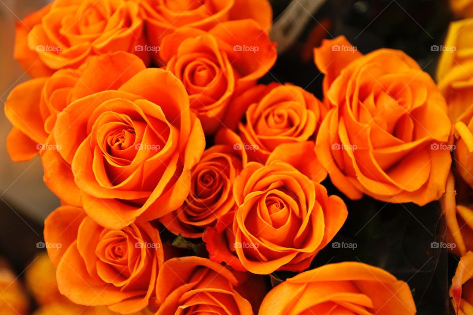 orange flowers