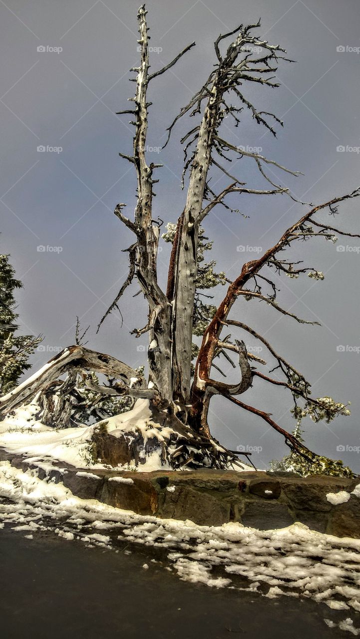 Tree at Crater lake