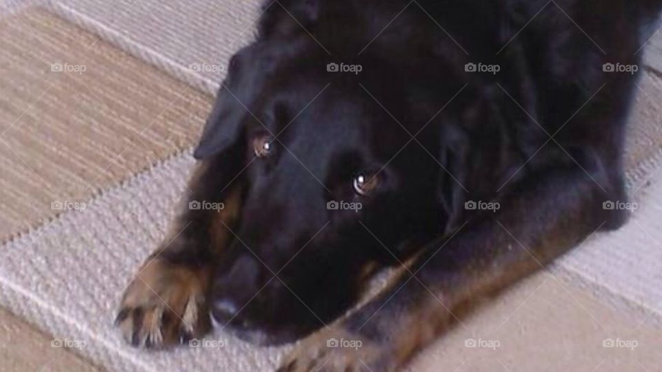 Bobby my old naughty dog