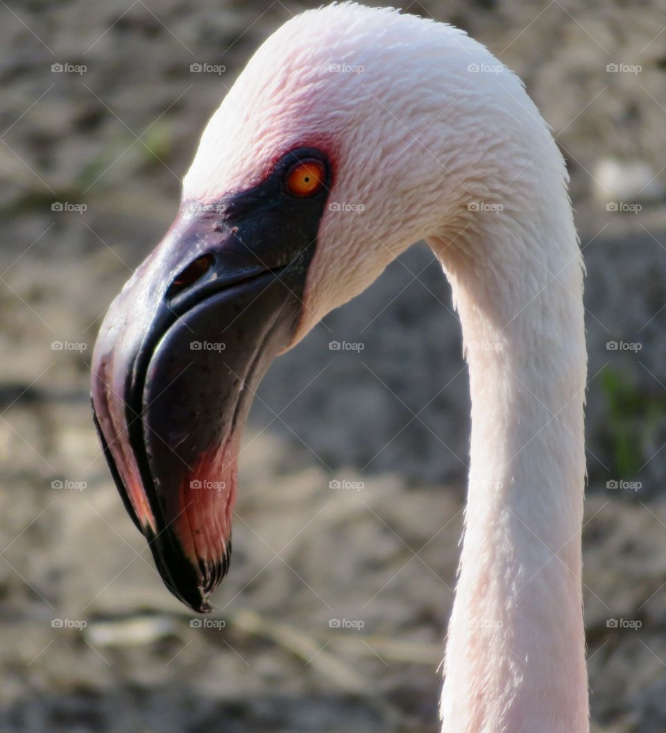 Flamingo Face