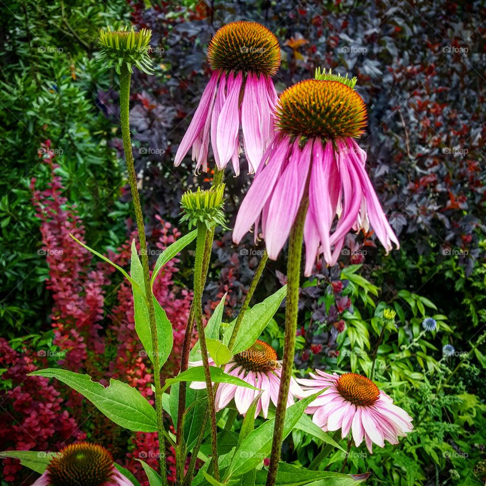 Echinacea purpurea