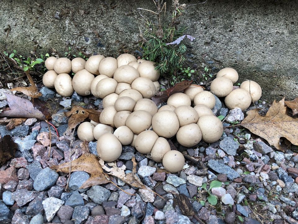 Several Puffball mushrooms