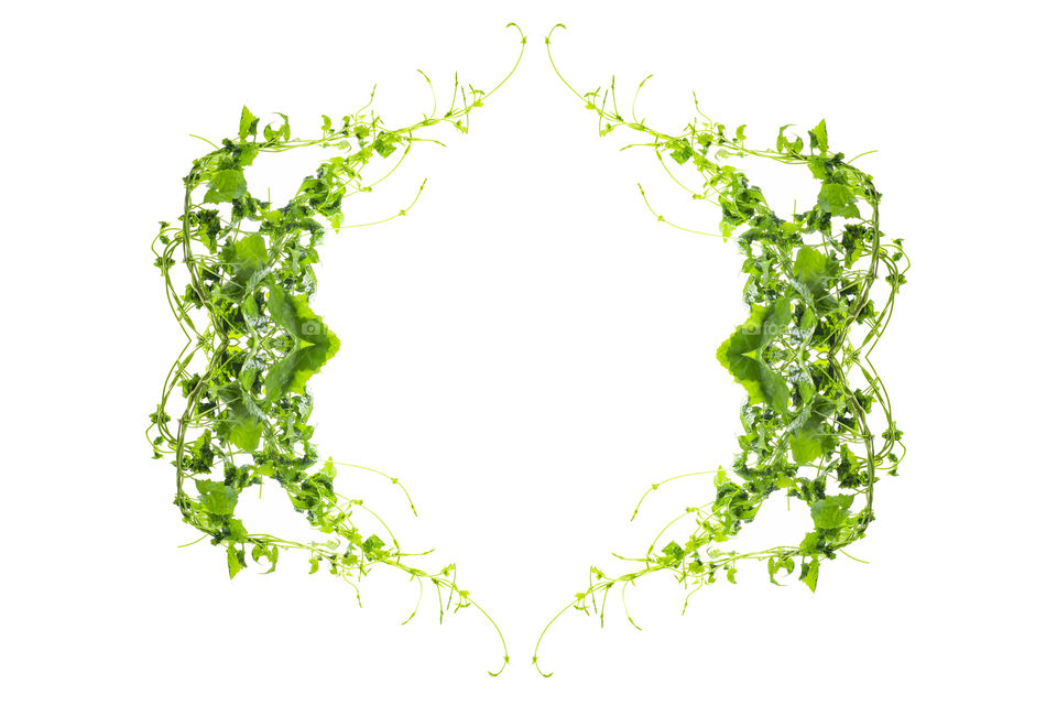 vine leaves that spread