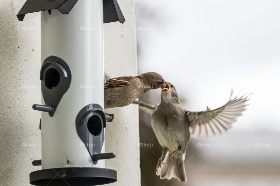 a mother sparrow feeding her chubby chick while the chick is in flight