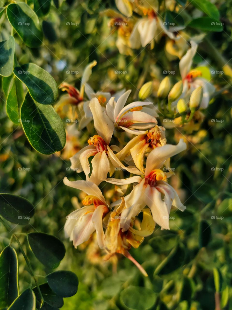 White tiny flowers