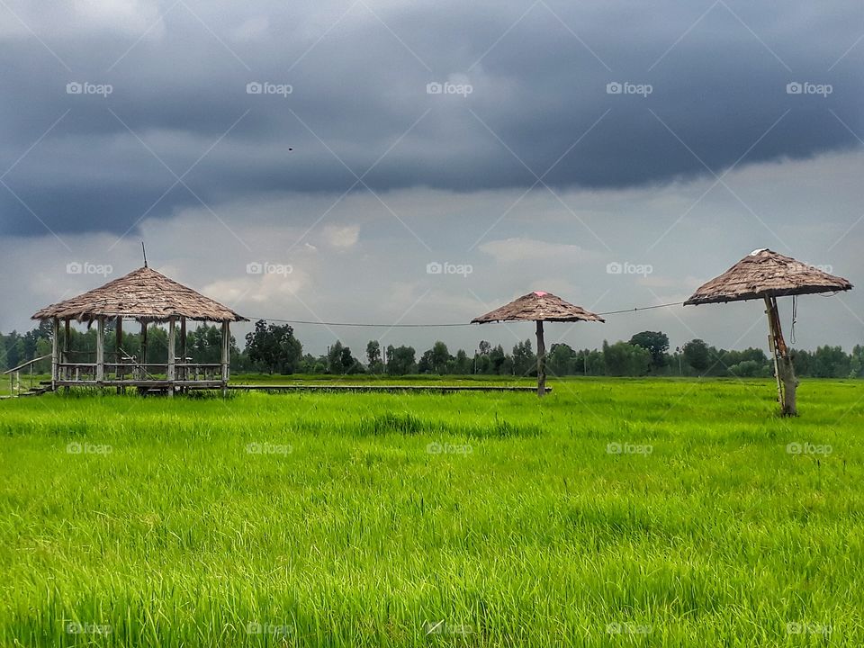 Chilled out along rice field.