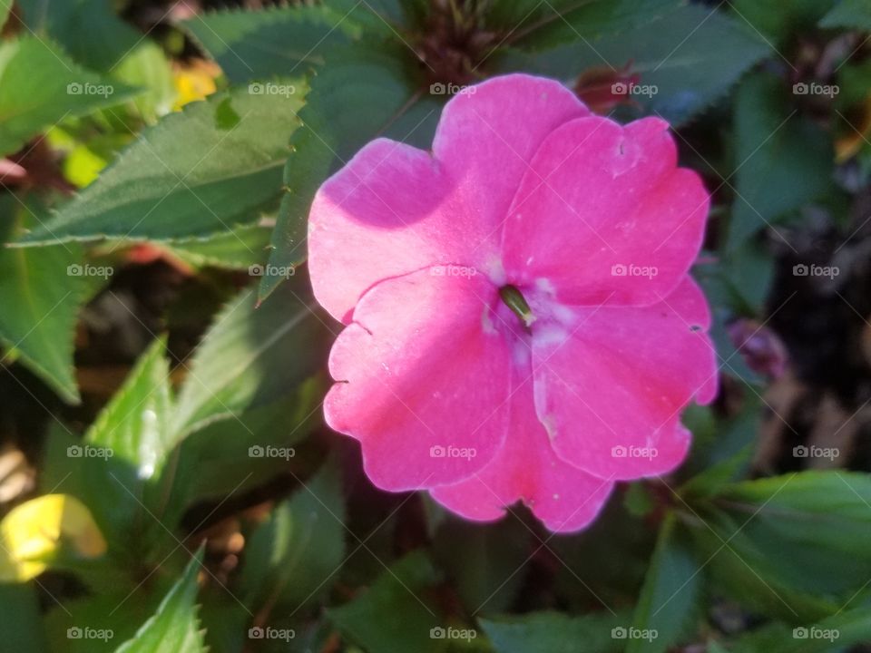 Beautiful Pink flower
