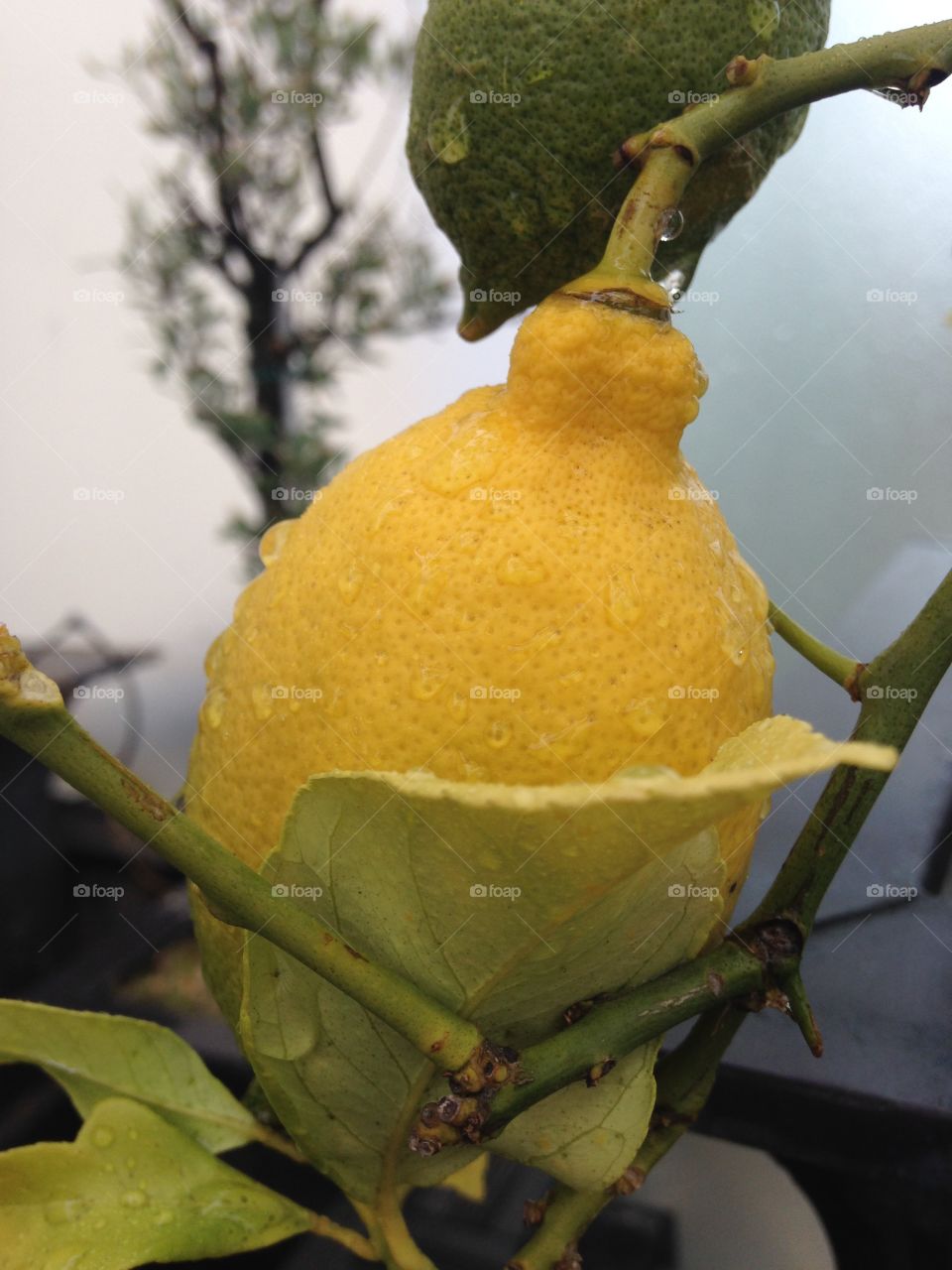 Discovering Paris. Growing lemons 