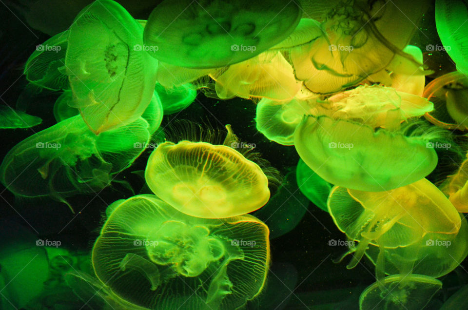Jellyfish. Jellyfish in an aquarium with colored lighting