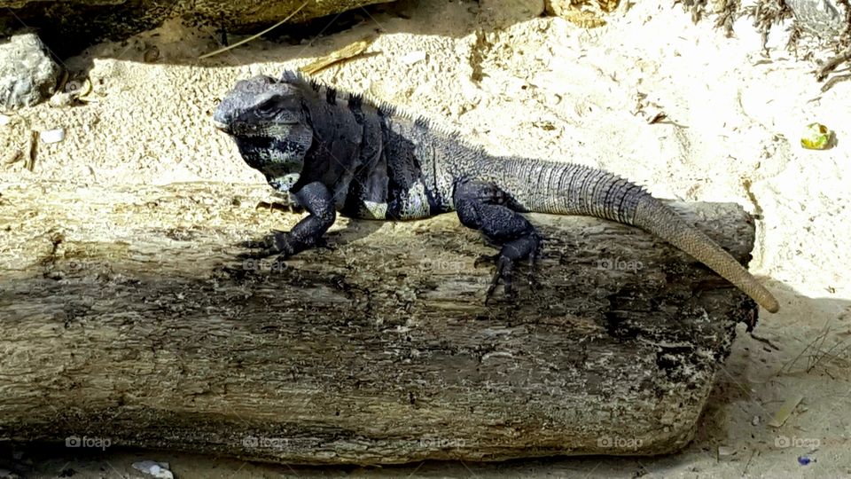 iguana