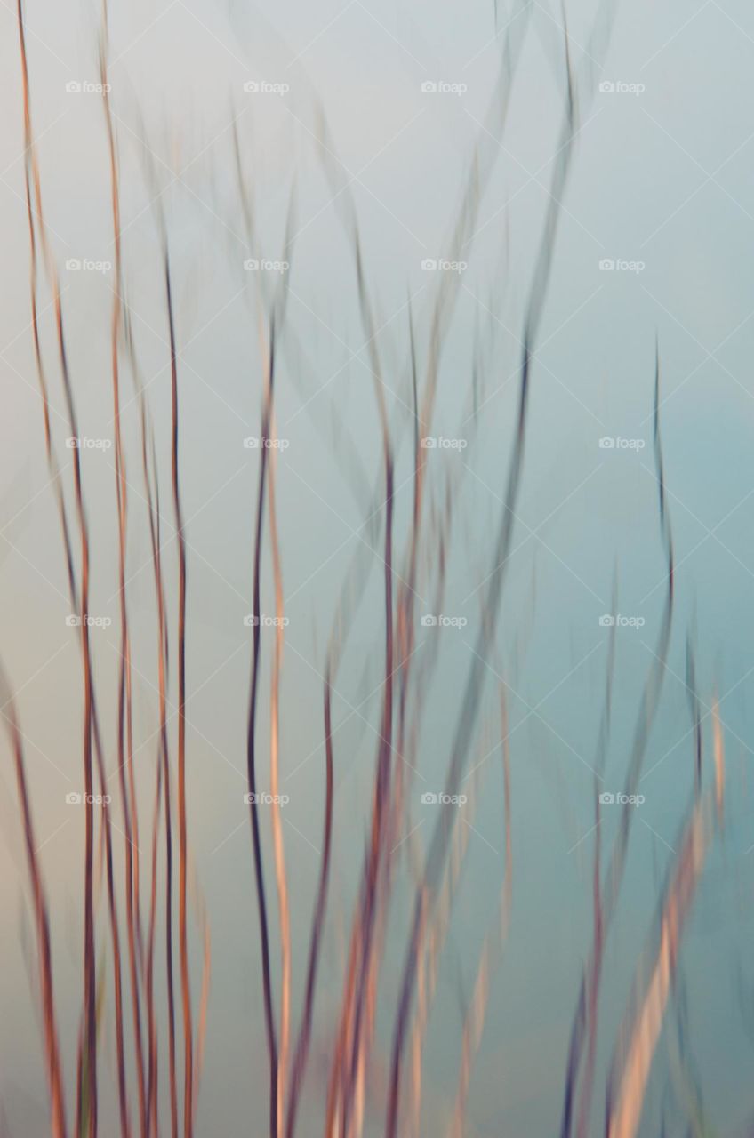 Branches on the background of water or anything else it looks like 