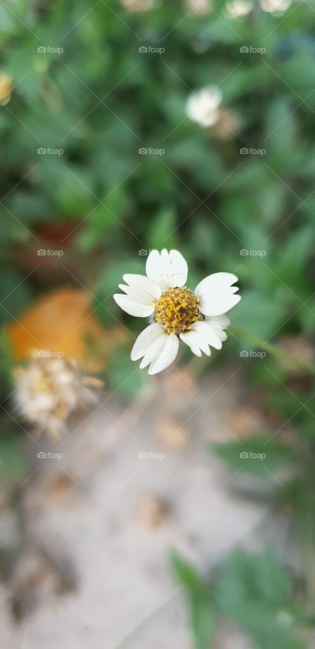 wild flower, very beautiful white and yellow simplicity