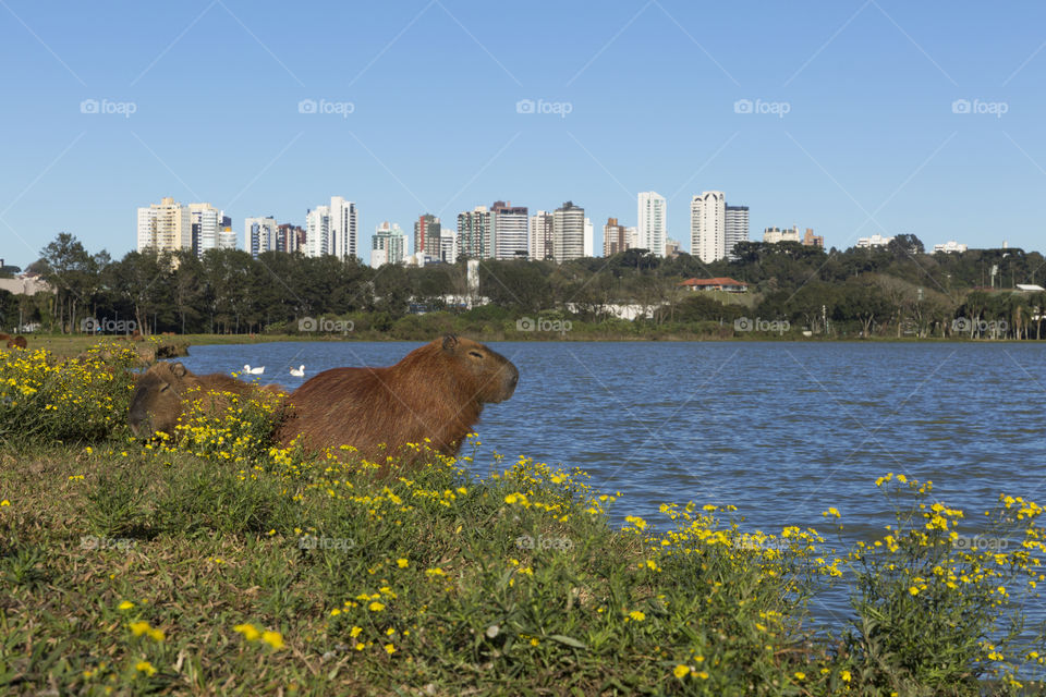 Barigui park in Curitiba Parana Brazil.