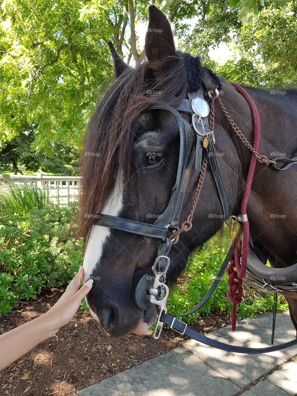 Horse's head