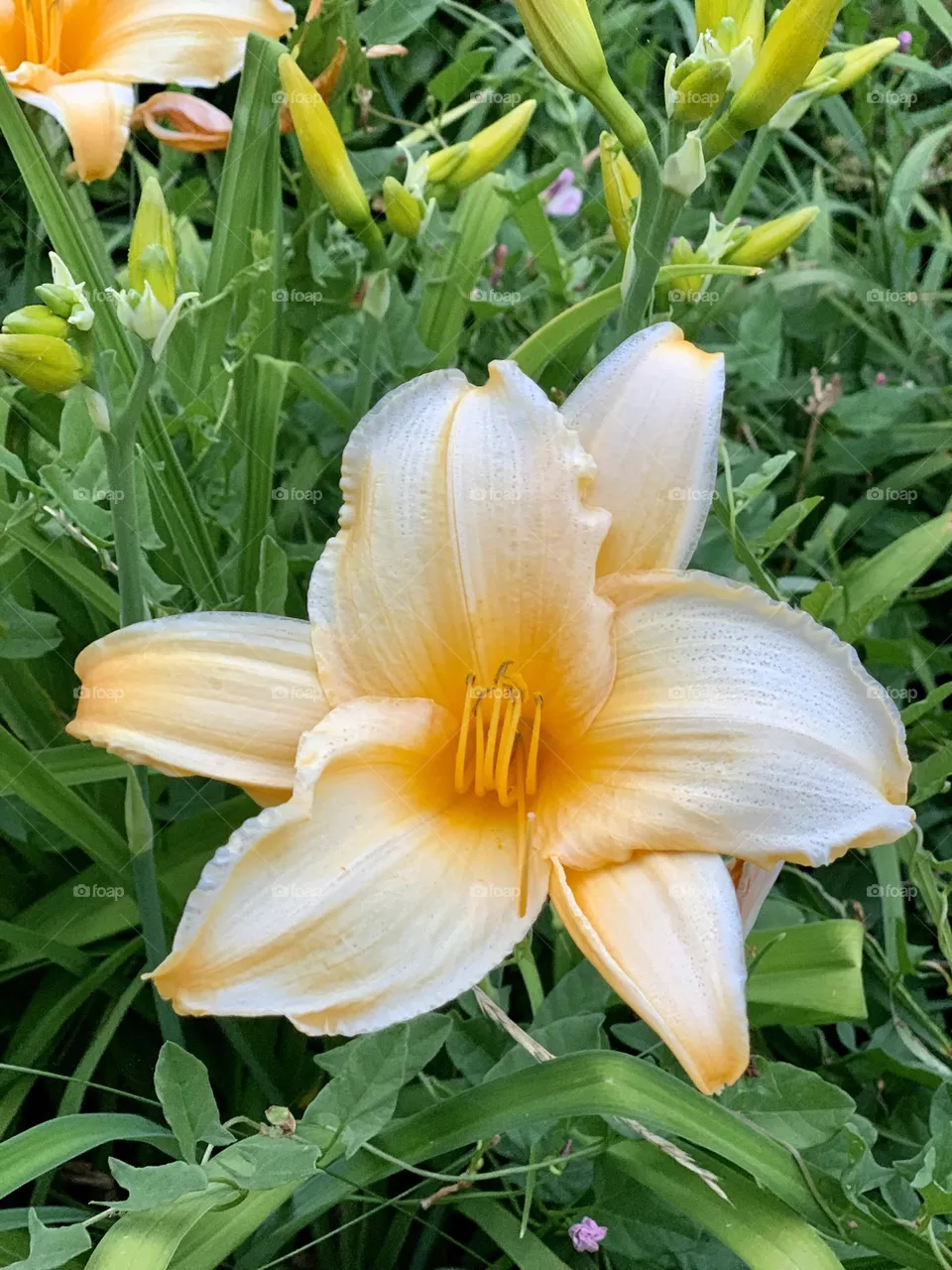 Beautiful Flower 
