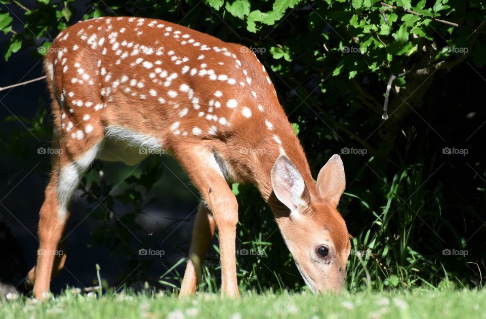 Wildlife, fawn eating grass