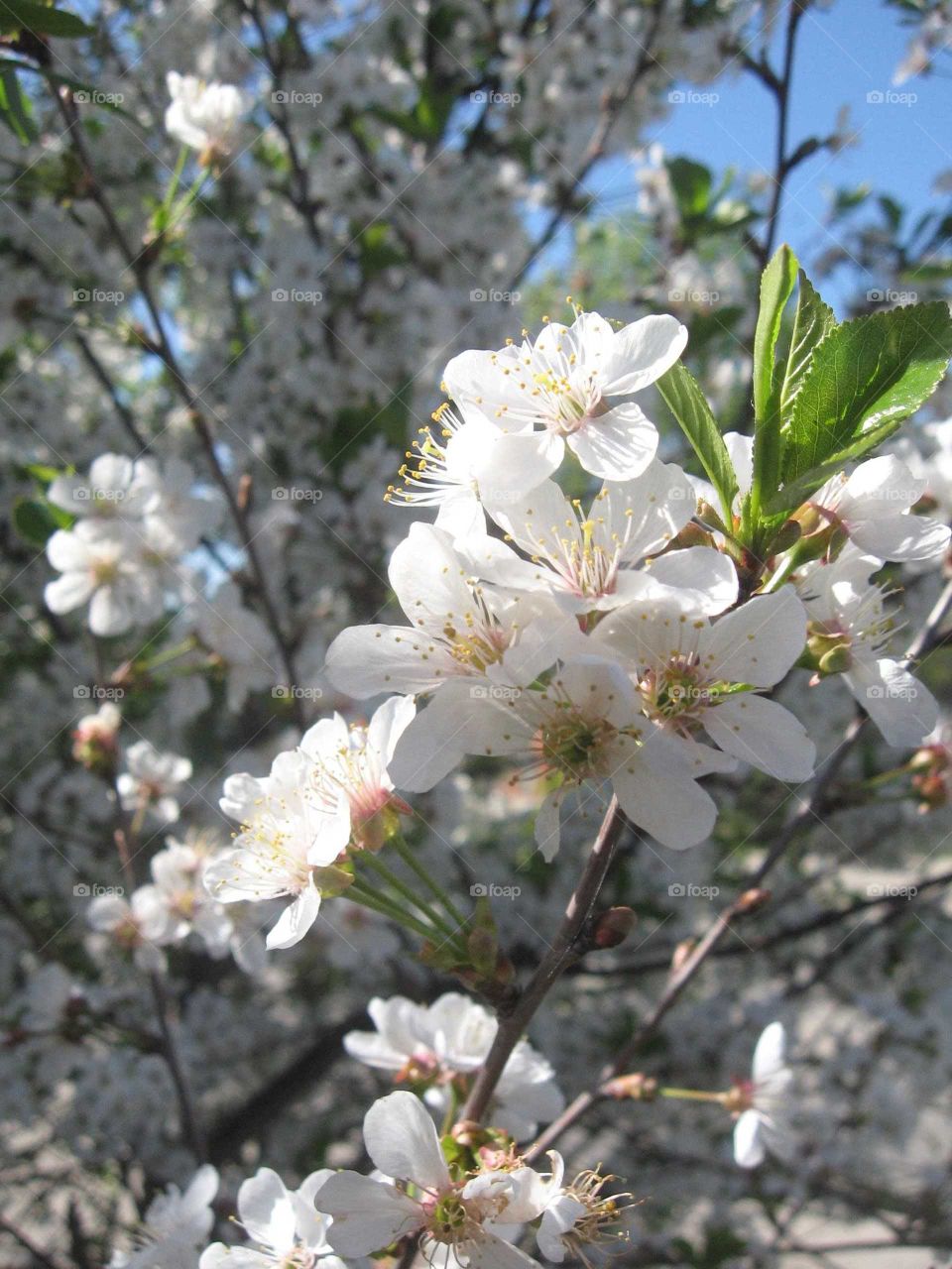 A branch of cherry blossom