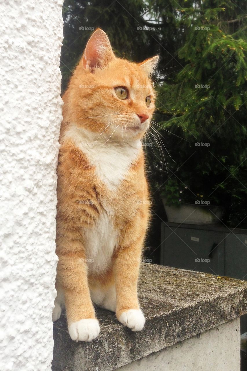 Orange cat