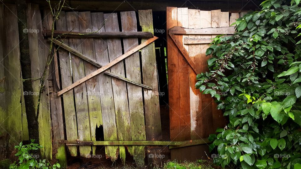 Wooden gates of an abandoned old barn.