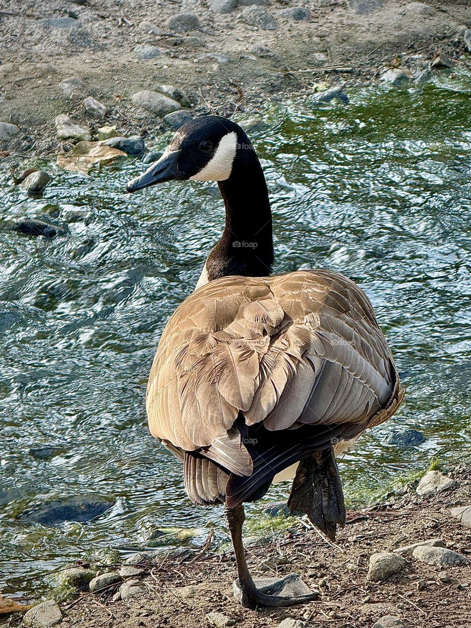 Canadian Goose One-Legged Stance