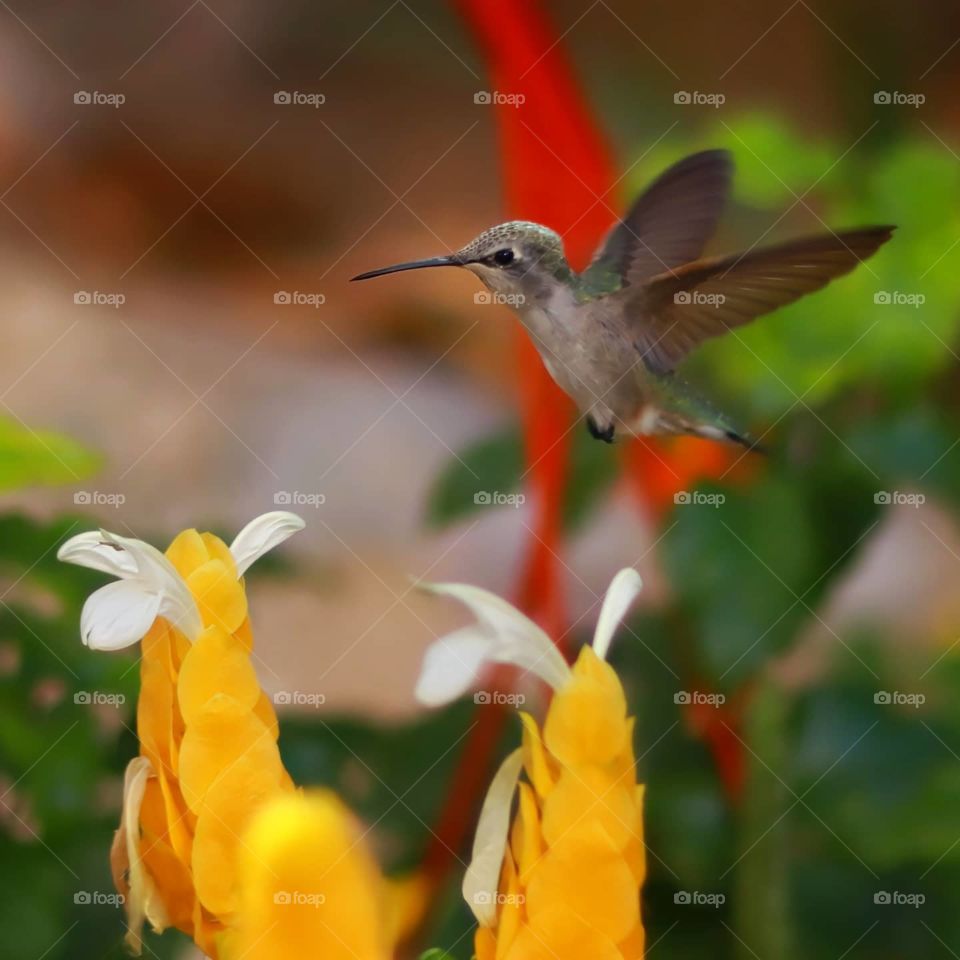 Humming-bird