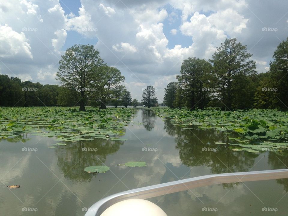 Boat ride through the channel and Lilly Pads and trees on Horseshoe Lake in West Memphis, Arkansas