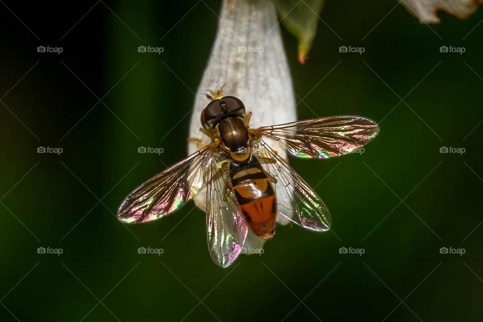 A Margined calligrapher rests on a flower petal. 