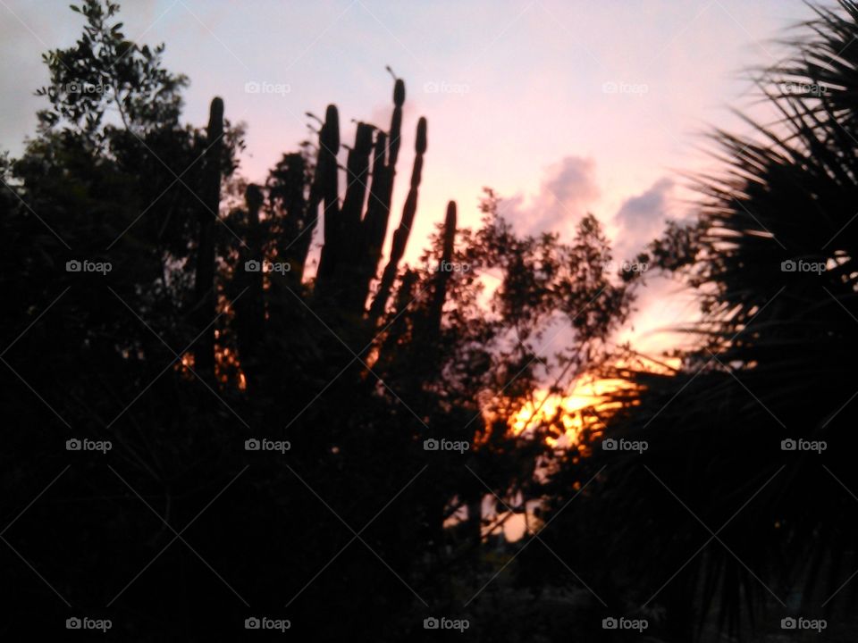 Peeking through.... The sunset peeking behind a cactus...